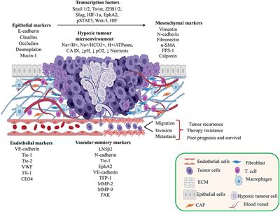 Frontiers Regulation Networks Driving Vasculogenic Mimicry In Solid